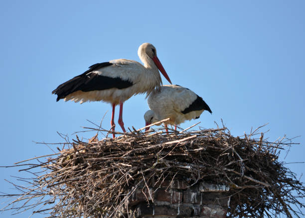 istock Pair of storks in the nest 1415431817