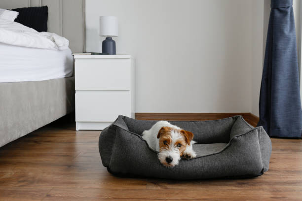 istock Cute furry jack russell terrier pup 1415432280