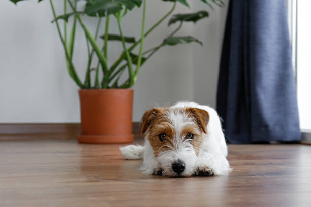 istock Cute furry jack russell terrier pup 1415432416