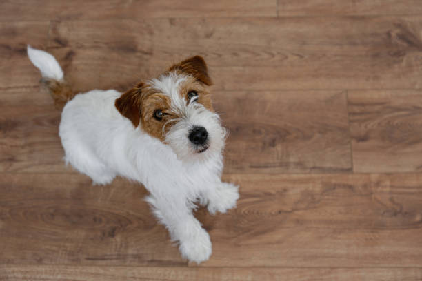 istock Cute furry jack russell terrier pup 1415432438