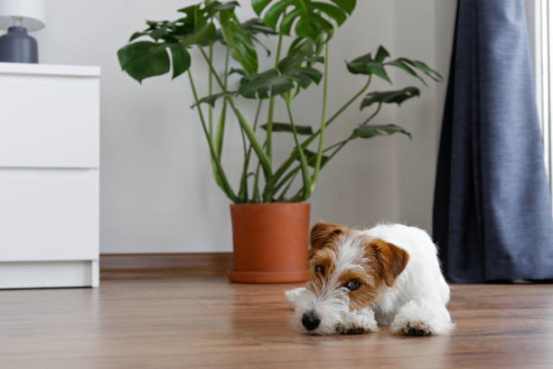 Cute furry jack russell terrier pup