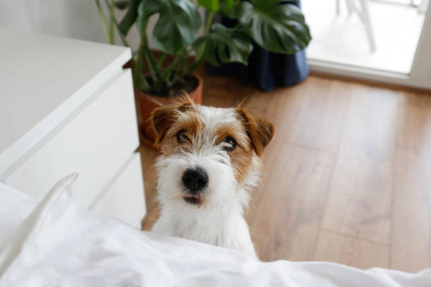 Cute furry jack russell terrier pup Cute wire haired Jack Russel terrier puppy with folded ears asking permission to jump on a bed. Small broken coated doggy begging. Close up, copy space, background. wire haired stock pictures, royalty-free photos & images