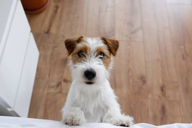 istock Cute furry jack russell terrier pup 1415433082
