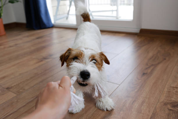 istock Cute furry jack russell terrier pup 1415433183