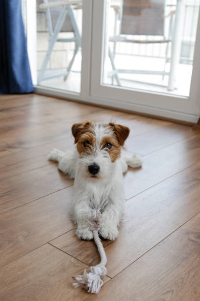 istock Cute furry jack russell terrier pup 1415433302
