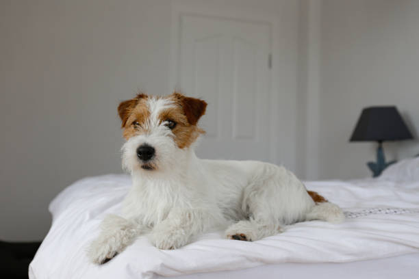 istock Cute furry jack russell terrier pup 1415433461