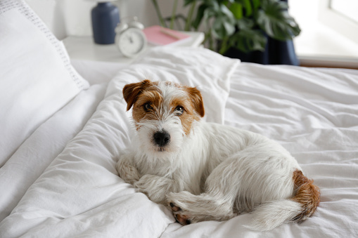 Super cute wire haired Jack Russel terrier puppy with folded ears on a bed with white linens. Small broken coated doggy on white bedsheets in a bedroom. Close up, copy space, background.