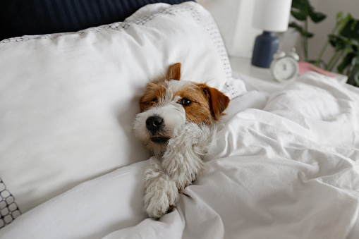 Super cute wire haired Jack Russel terrier puppy with folded ears on a bed with gray linens. Small broken coated doggy on white bedsheets in a bedroom. Close up, copy space, background.