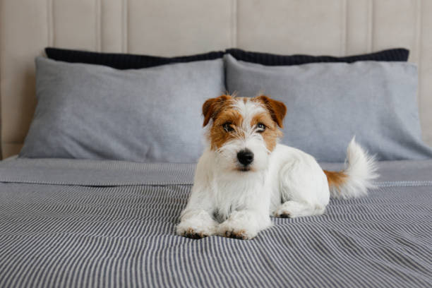 Jack Russell Terrier: Grafici del Peso, Aspettativa di Vita, Dimensioni