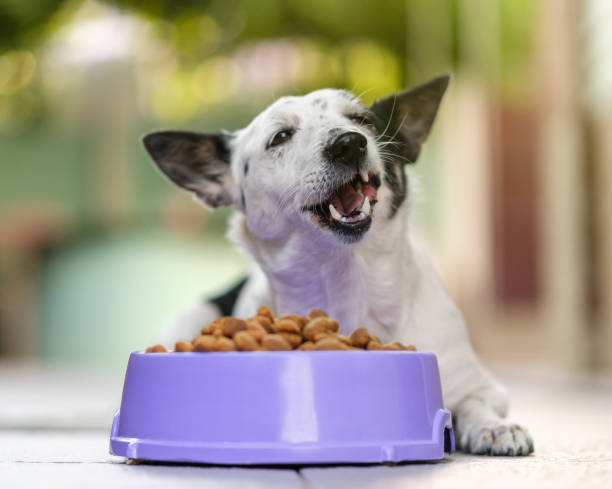 Cute black and white dog eating kibble dog food from a bowl in backyard. stock photo