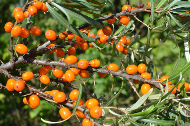 ramo de espinheiro marinho (hipofato rhamnoides) com frutos maduros - sea buckthorn - fotografias e filmes do acervo