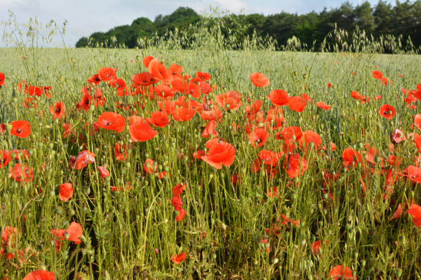 istock Wild poppy growing on a farm field among crops 1415436700