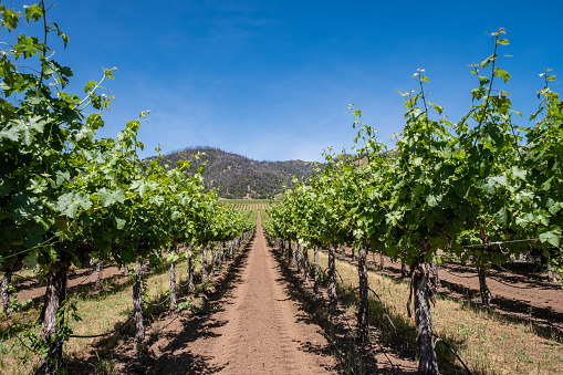 Rows of grape vines stretching into the distance at a vineyard in northern California.