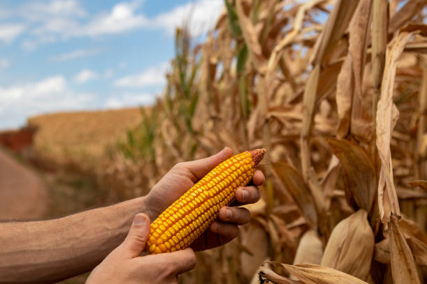 уборка кукурузы на початках - agriculture close up corn corn on the cob стоковые фото и изображения