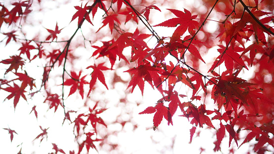 From below, looking up at red autumn leaves on a Japanese red maple tree against a blue sky.