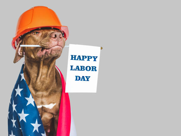 istock Lovable, pretty brown puppy and American flag 1415438629