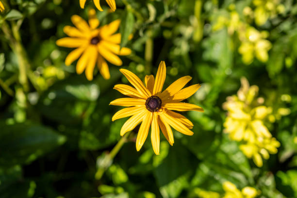 istock Year 2022 of Coquitlam Garden 1415438687