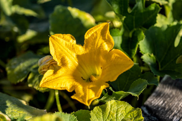 istock Year 2022 of Coquitlam Garden 1415438883