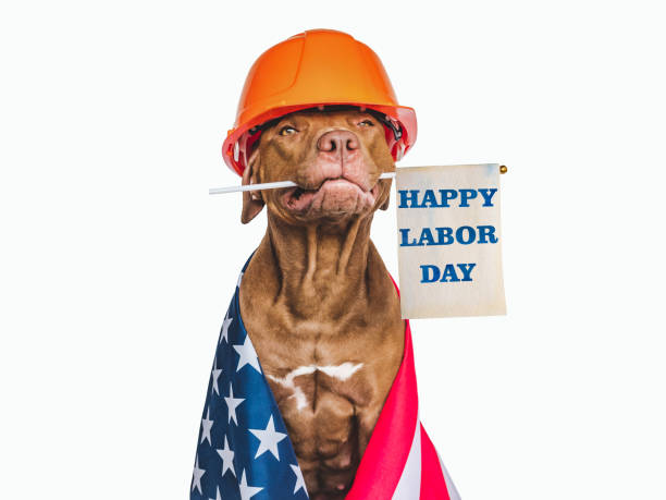istock Lovable, pretty brown puppy and American flag 1415438934