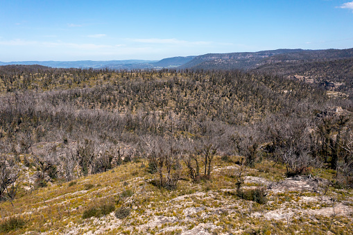 Drone aerial photograph of forest regeneration and regrowth after bushfires in The Blue Mountains in regional New South Wales in Australia