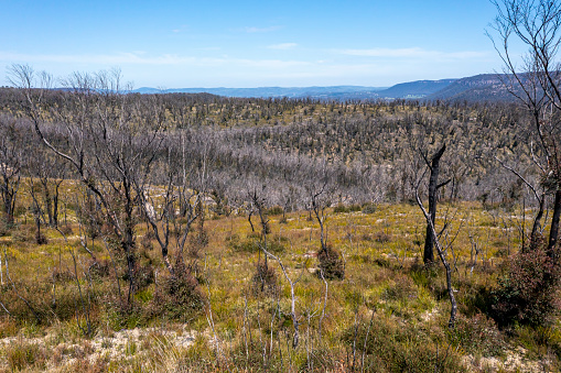Drone aerial photograph of forest regeneration and regrowth after bushfires in The Blue Mountains in regional New South Wales in Australia