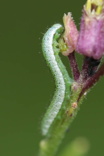 istock Aurore (Anthocharis cardamines) - Stade larvaire. 1415439645