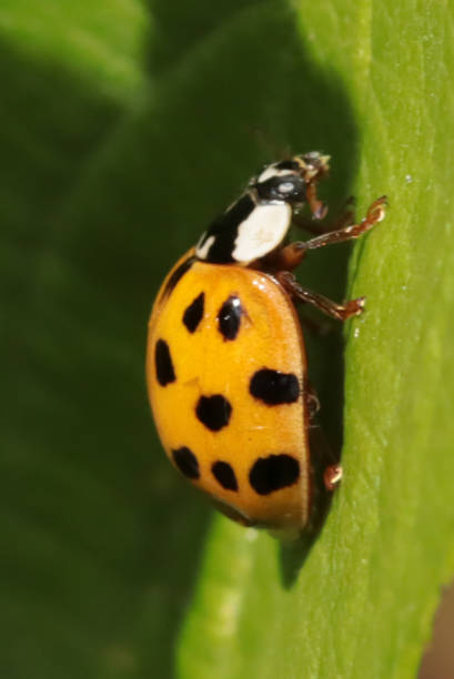 istock Coccinelle Asiatique Multicolore (Harmonia axyridis) 1415439648