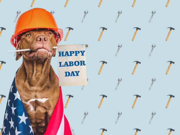 istock Lovable, pretty brown puppy and American flag 1415439745