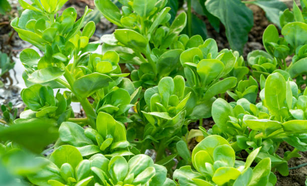 istock fresh purslane growing in farmyard. 1415439747