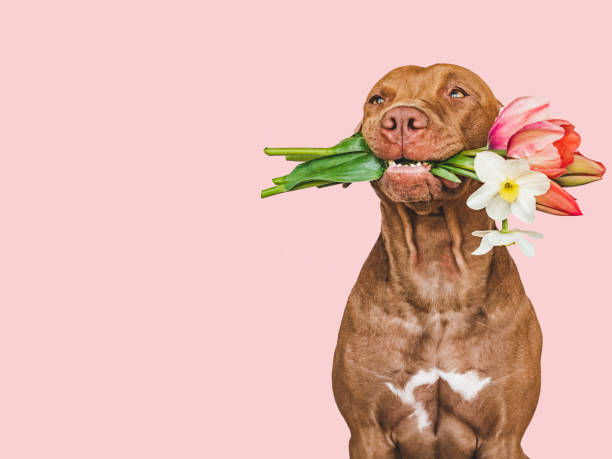 istock Lovable, pretty brown puppy and bright flowers 1415439789