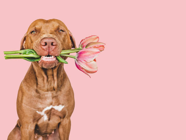 istock Lovable, pretty brown puppy and bright flowers 1415439836