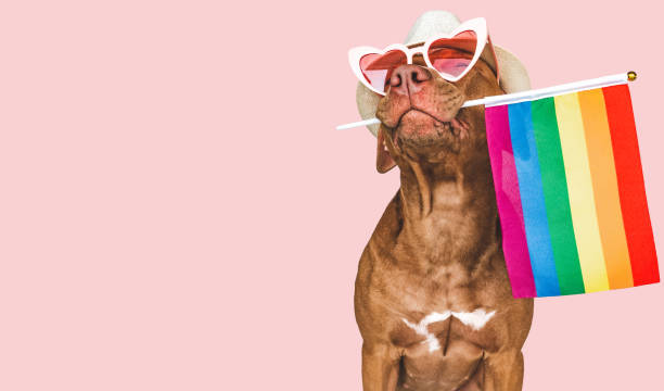 istock Lovable, pretty dog and Rainbow Flag. Closeup 1415439853