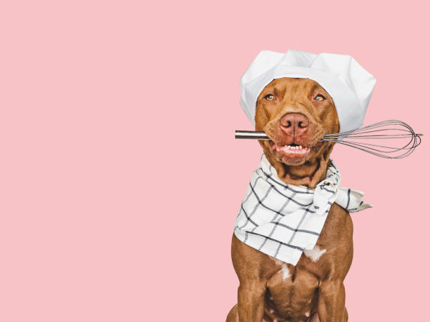 grazioso, adorabile cucciolo marrone e cappello da chef bianco - 11915 foto e immagini stock