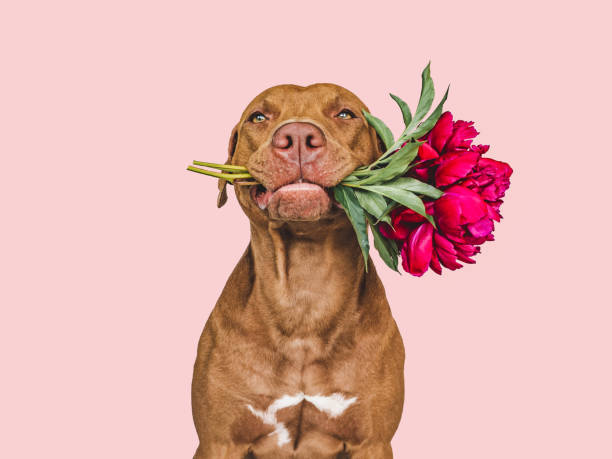 istock Lovable, pretty brown puppy and bright flowers 1415440104