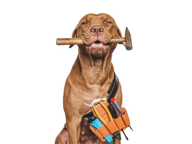 Lovable, pretty brown puppy and hand tools. Close-up, indoors. Studio photo. Congratulations for family, relatives, loved ones, friends and colleagues. Pet care concept