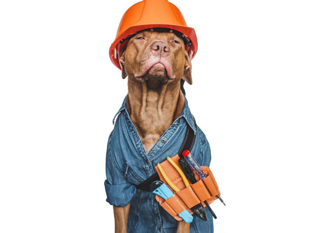 istock LABOR DAY. Lovable brown puppy and hand tools 1415440187