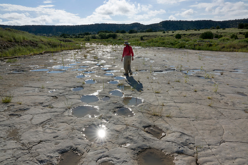 Over 100 new apatosaurus, allosaurus and duck billed dinosaur tracks made during the late Jurassic Period about 150 million years ago were uncovered in 2021 in southeastern Colorado along the Purgatoire River, part of the Picket Wire Canyonlands in the Comanche National Grasslands. The site is the largest dinosaur tracksite in North America.