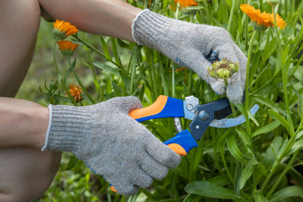 istock the hand holds the scissors with which it cuts the calendula flower 1415441820