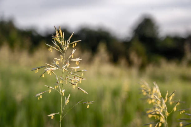 tall fescue with spikelets in an open pasture. - fescue imagens e fotografias de stock