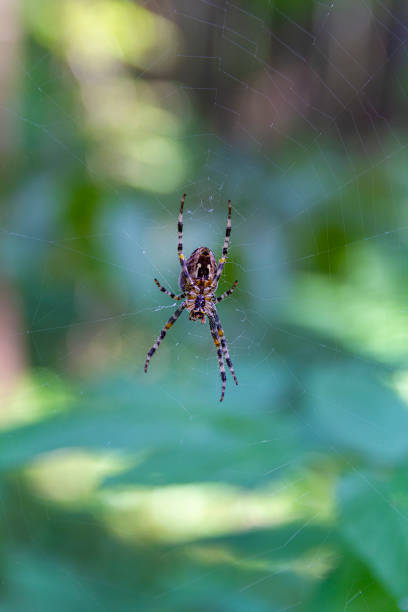 istock The spider sits inside a web that he himself weaved in the forest. 1415443858