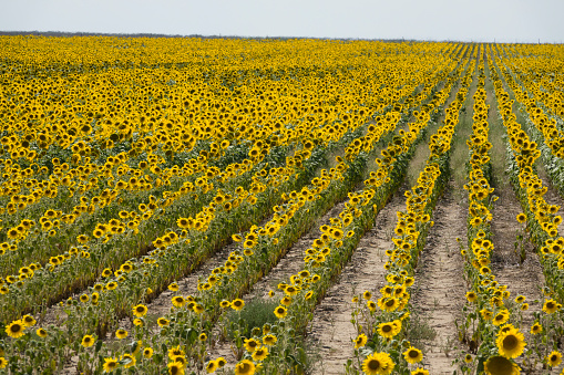 Glowing in the hot, August sun, rows of sunflowers fill the agricultural fields to the horizon line in southeastern Colorado, north of town of Lamar.