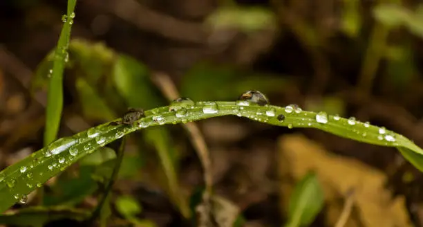 Photo of green leaf after the rain