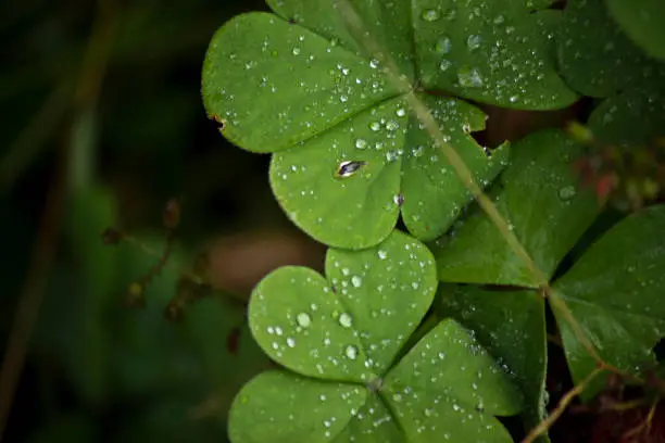 Photo of green leaf after the rain