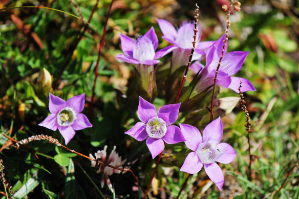 istock purple flowers in the forest 1415447106