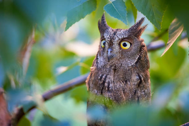 istock Eurasian scops owl sitting on a branch 1415447134