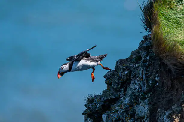 Photo of Atlantic puffin, Fratercula arctica, taking to flight from a grass cliff edge