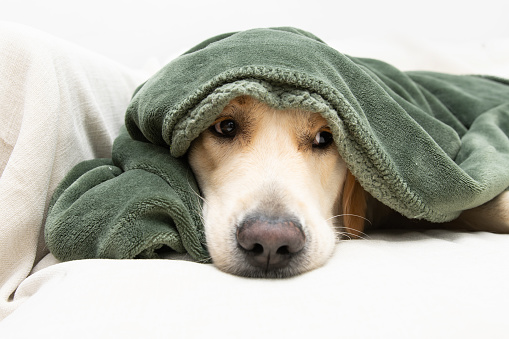 Cute golden retriever dog covered with a green blanket on winter or autumn season. sickm illness or afraid of fireworks concept