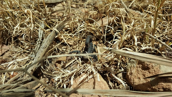 Black scorpion hidden between rocks and yellow grass.