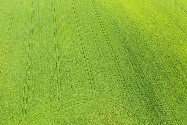 istock Aerial view of green field 1415453728