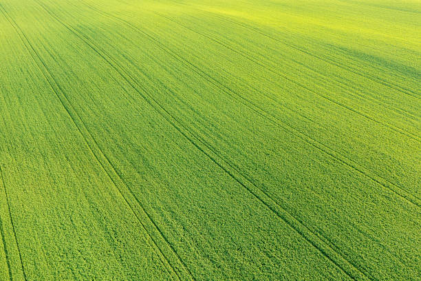 istock Green vibrant meadow aerial view 1415453774